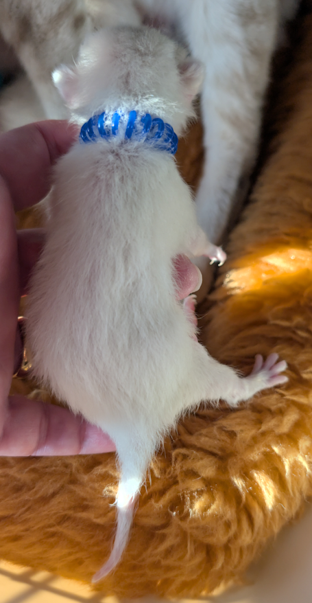 Kitten Body